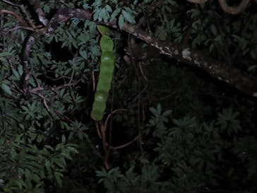 奄美ナイトガイドサービスに投稿された画像（2022/1/3）