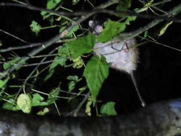 奄美ナイトガイドサービスに投稿された画像（2022/1/3）