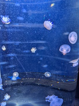 新江ノ島水族館に投稿された画像（2022/1/3）