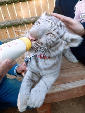 しろとり動物園に投稿された画像（2022/1/3）