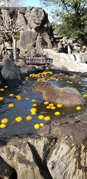 伊豆シャボテン動物公園に投稿された画像（2022/1/3）