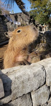 伊豆シャボテン動物公園に投稿された画像（2022/1/3）