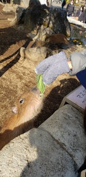 伊豆シャボテン動物公園に投稿された画像（2022/1/3）