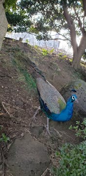 伊豆シャボテン動物公園に投稿された画像（2022/1/3）