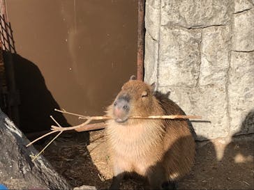 伊豆シャボテン動物公園に投稿された画像（2022/1/3）
