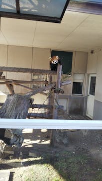 秋吉台自然動物公園 サファリランドに投稿された画像（2022/1/3）