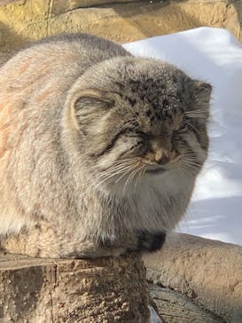 那須どうぶつ王国に投稿された画像（2022/1/3）