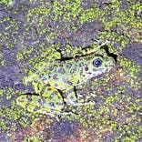 奄美ナイトツアーサービスに投稿された画像（2022/1/3）