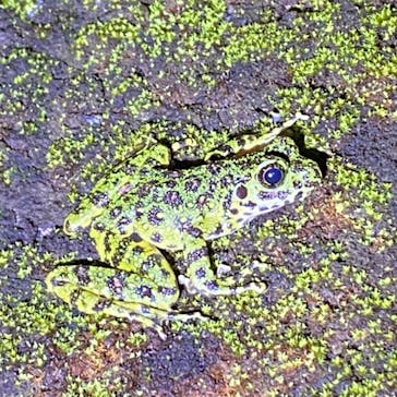 奄美ナイトツアーサービスに投稿された画像（2022/1/3）