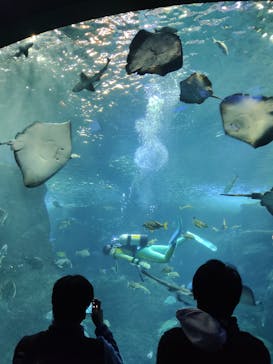 新江ノ島水族館に投稿された画像（2022/1/3）