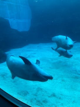 名古屋港水族館に投稿された画像（2022/1/3）