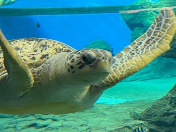 名古屋港水族館に投稿された画像（2022/1/3）