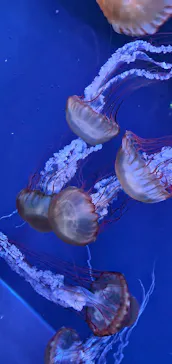 すみだ水族館に投稿された画像（2022/1/3）