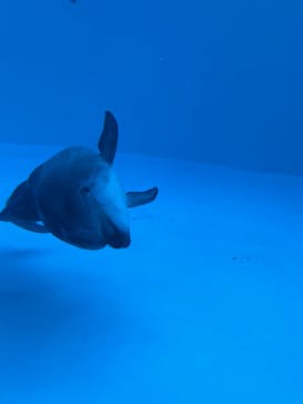名古屋港水族館に投稿された画像（2022/1/3）