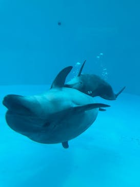 名古屋港水族館に投稿された画像（2022/1/3）