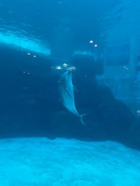 名古屋港水族館に投稿された画像（2022/1/3）