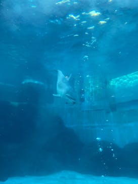 名古屋港水族館に投稿された画像（2022/1/3）