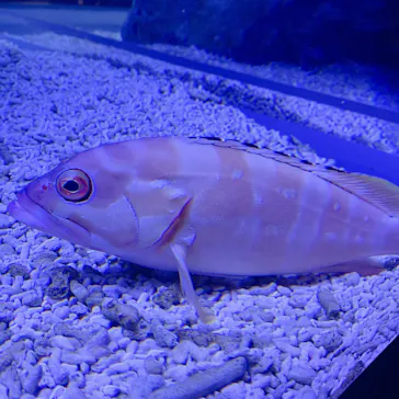 すみだ水族館に投稿された画像（2022/1/3）