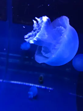 すみだ水族館に投稿された画像（2022/1/3）