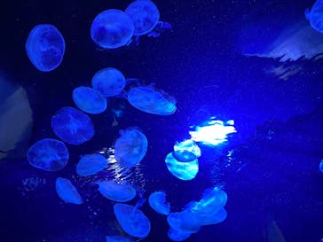 サンシャイン水族館に投稿された画像（2022/1/3）