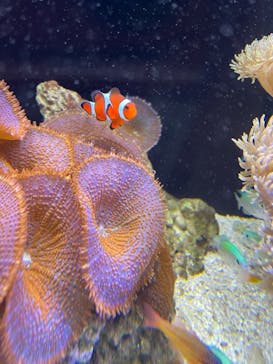 京都水族館に投稿された画像（2022/1/3）