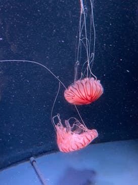 京都水族館に投稿された画像（2022/1/3）