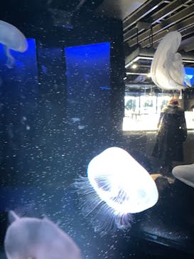 京都水族館に投稿された画像（2022/1/3）