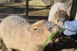 伊豆シャボテン動物公園に投稿された画像（2022/1/3）