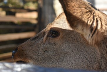 伊豆シャボテン動物公園に投稿された画像（2022/1/3）