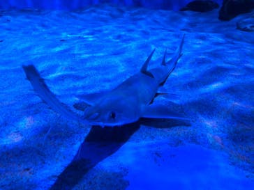 名古屋港水族館に投稿された画像（2022/1/3）