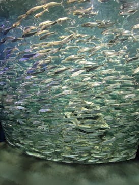 サンシャイン水族館に投稿された画像（2022/1/3）