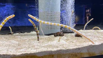 すみだ水族館に投稿された画像（2022/1/3）