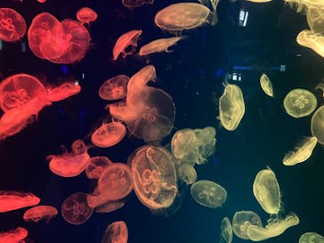 名古屋港水族館に投稿された画像（2022/1/3）