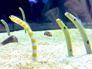 すみだ水族館に投稿された画像（2022/1/3）