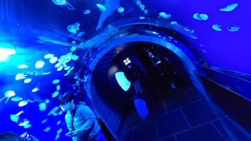 サンシャイン水族館に投稿された画像（2022/1/3）