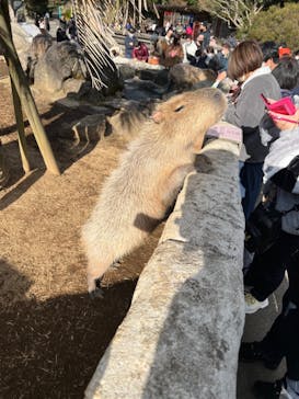 伊豆シャボテン動物公園に投稿された画像（2022/1/3）
