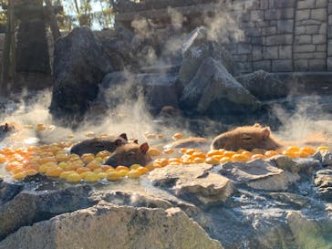 伊豆シャボテン動物公園に投稿された画像（2022/1/3）