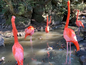 伊豆シャボテン動物公園に投稿された画像（2022/1/3）