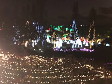 美らヤシパークオキナワ・東南植物楽園に投稿された画像（2022/1/3）