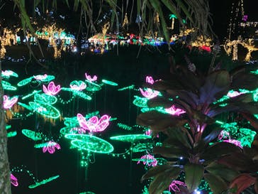 美らヤシパークオキナワ・東南植物楽園に投稿された画像（2022/1/3）