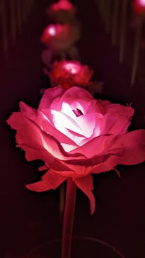 東京メガイルミに投稿された画像（2022/1/3）