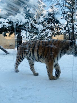 旭川市旭山動物園に投稿された画像（2022/1/3）