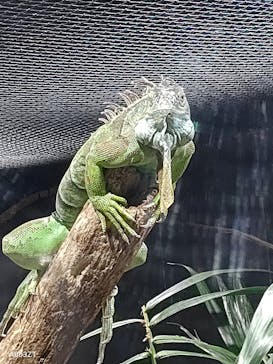 カワスイ 川崎⽔族館に投稿された画像（2022/1/3）