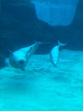 名古屋港水族館に投稿された画像（2022/1/3）