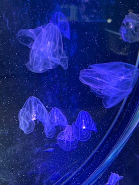 名古屋港水族館に投稿された画像（2022/1/3）