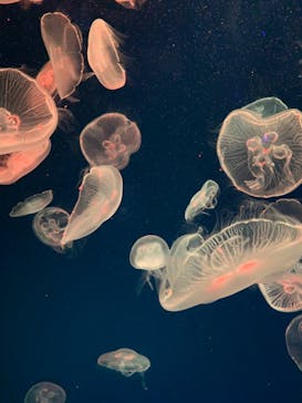 名古屋港水族館に投稿された画像（2022/1/3）