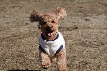 わんダフルネイチャーヴィレッジに投稿された画像（2022/1/3）