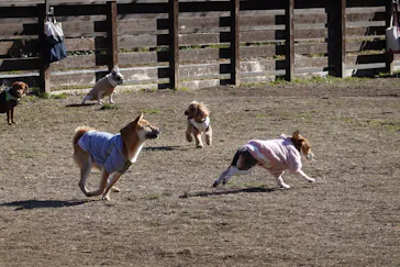 わんダフルネイチャーヴィレッジに投稿された画像（2022/1/3）