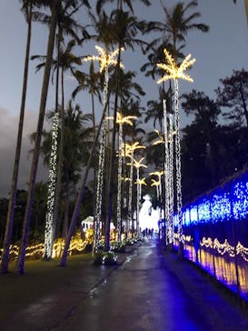 美らヤシパークオキナワ・東南植物楽園に投稿された画像（2022/1/3）
