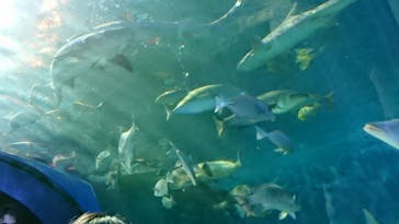 しながわ水族館に投稿された画像（2022/1/3）